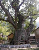 Bangshang Village Old Camphor tree